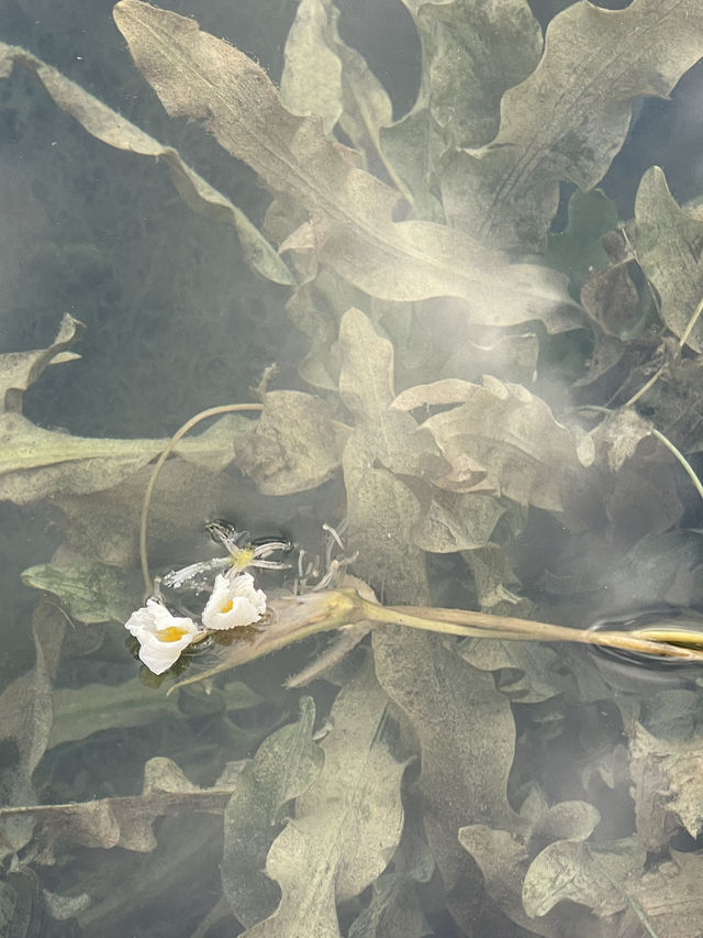 瀘沽湖晨霧|霧裡的湖光與水性楊花 瀘沽湖晨霧|霧裡的湖光與水性楊花