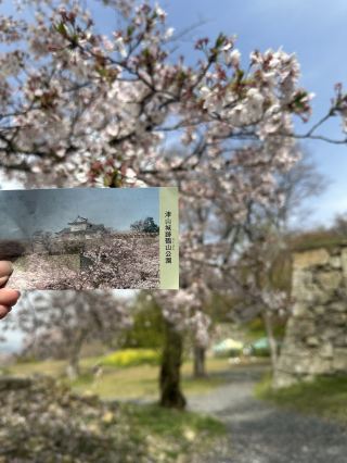 A Pink Sea of Flowers Atop Century-Old Stone Walls: Tsuyama Castle.