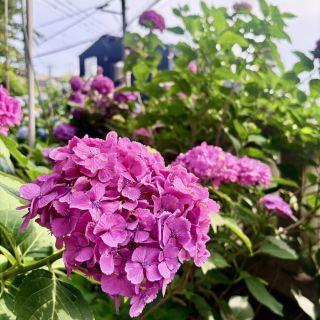 [Tokyo, Kunitachi] Hydrangeas at Yabo Tenmangu Shrine are in full bloom. Enjoy the early summer scenery in the quiet shrine grounds.