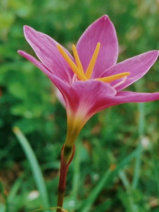 🌸 江家芸術庭園で咲き誇るレインリリーとの偶然の出会い | Trip.com 成都