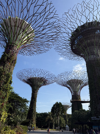 Giants That Breathe: Discovering the Living Architecture of Singapore’s Supertree Grove