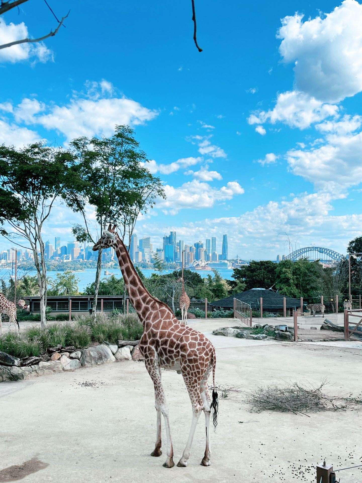 🦒🌉 Taronga Zoo — Where Wildlife Meets the Sydney Skyline! 🐯🦏