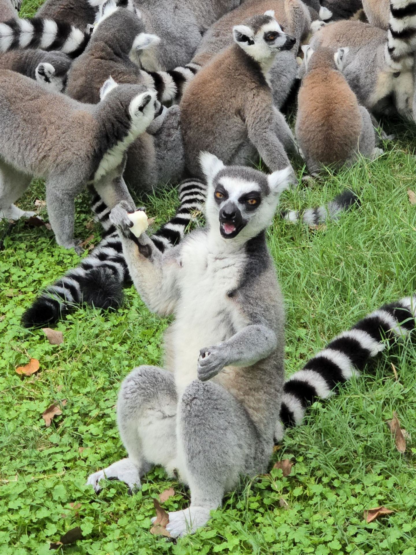 Советы по посещению Wild Animal Park, Шанхай