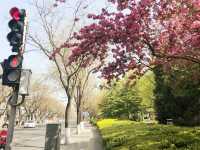 🌸🌳🍒Blossoms in Downtown Beijing! 🏙️
