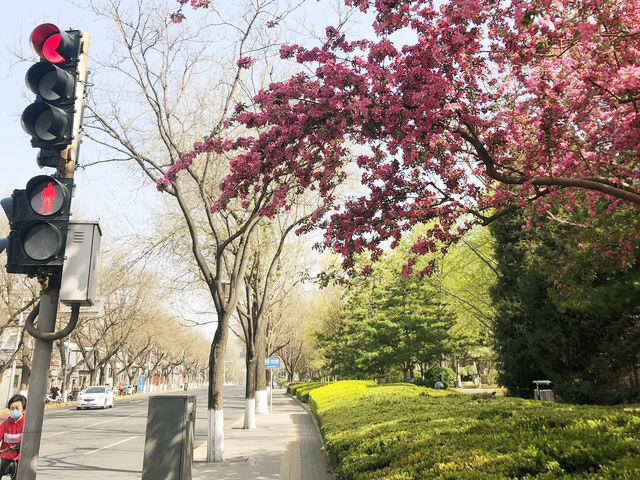 🌸🌳🍒Blossoms in Downtown Beijing! 🏙️