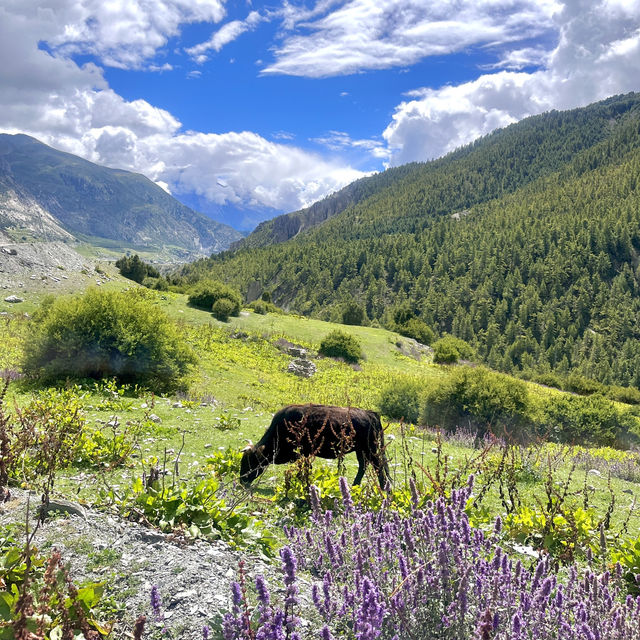 🌟🏔️ Epic Adventure Alert: I Conquered the Annapurna Circuit!