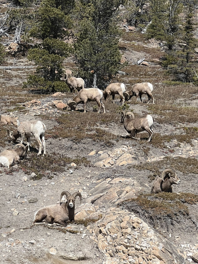 Calgary 8 Days Itinerary