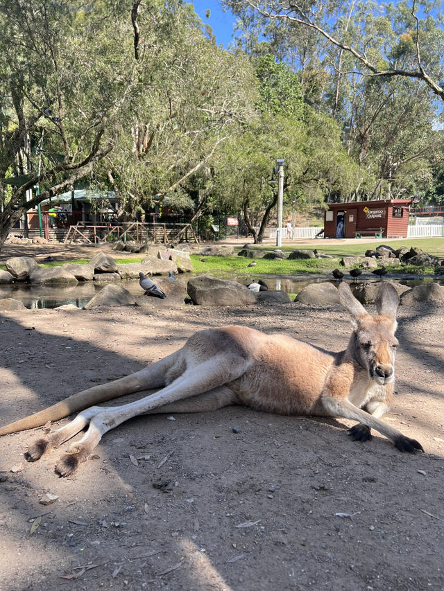 來黃金海岸一定要來抱無尾熊🐨餵袋鼠🦘