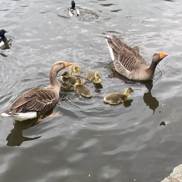 Beautiful landscape! St James Park London 