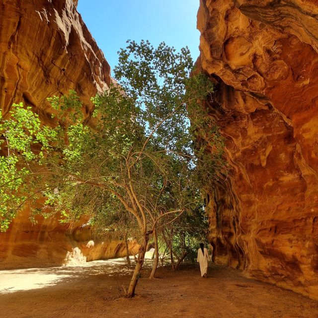 تبوك الورد