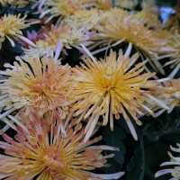 Gorgeous chrysanthemum season in Qingdao 