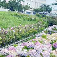 東京市內的繡球花觀賞好地方 |舊中川水邊公園