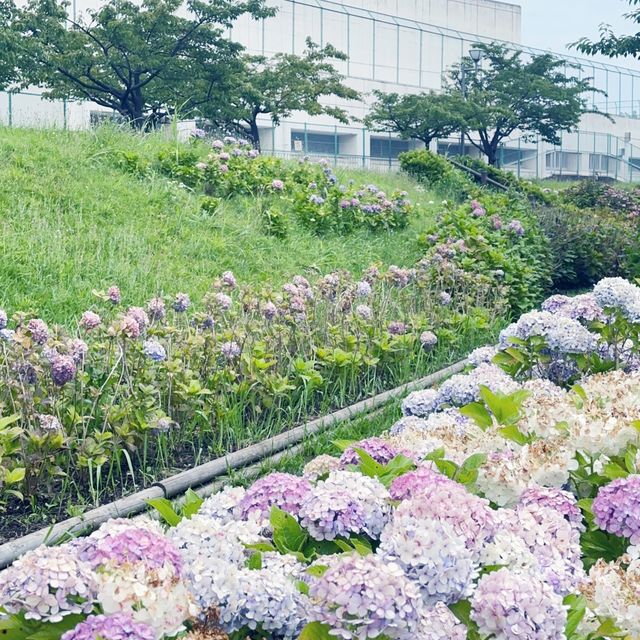 東京市內的繡球花觀賞好地方 |舊中川水邊公園