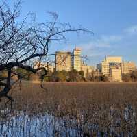 Paddle boats tour in Shinobazu Pond (Tokyo)