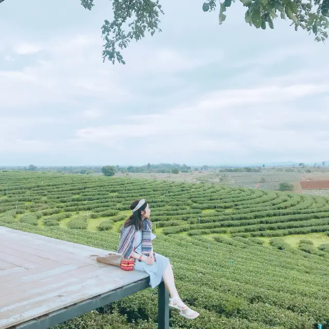 🇹🇭不能錯過在清萊的翠峰茶園 ｜既有茶製蛋糕又可以拍卡拍照！