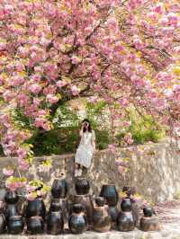 완산칠봉꽃동산 🌸