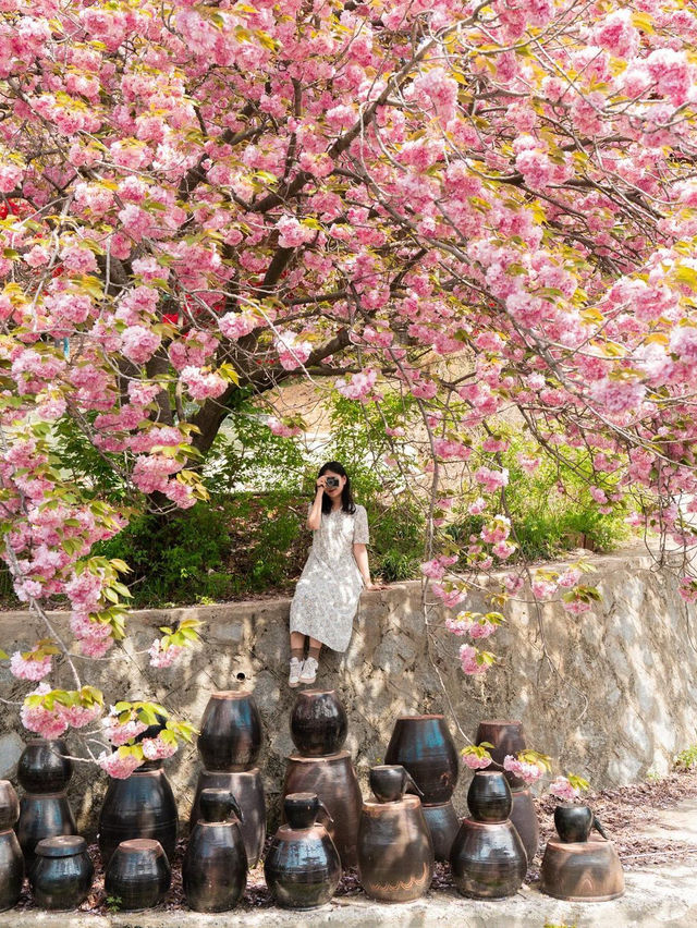 완산칠봉꽃동산 🌸