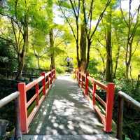 《三千院》🌳建於公元 784 年的佛寺🌳