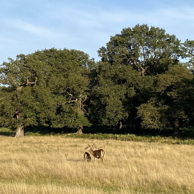 Deer Encounters & Scenic Trails: Richmond Park Awaits