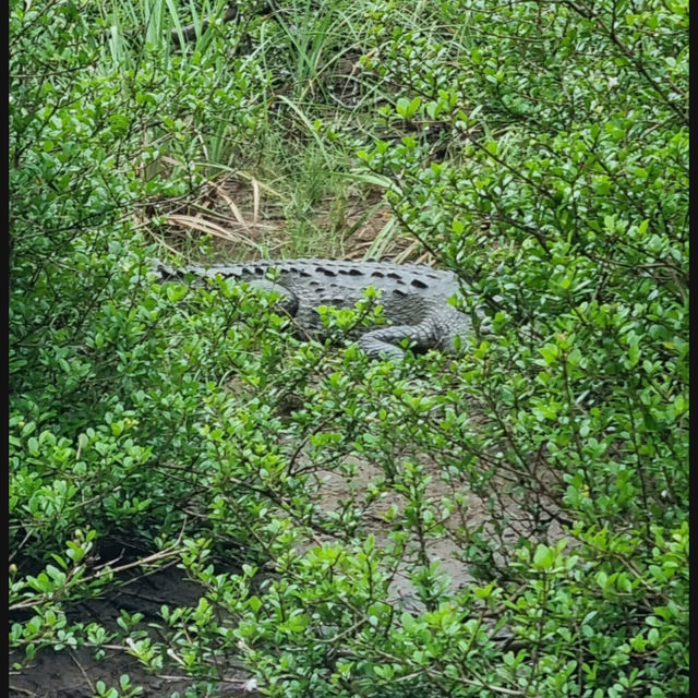 Never smile at a crocodile 