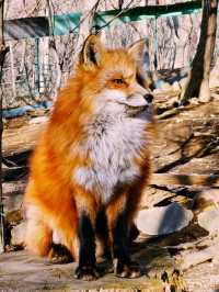 Day Trip from Tokyo to Zao Fox Village  