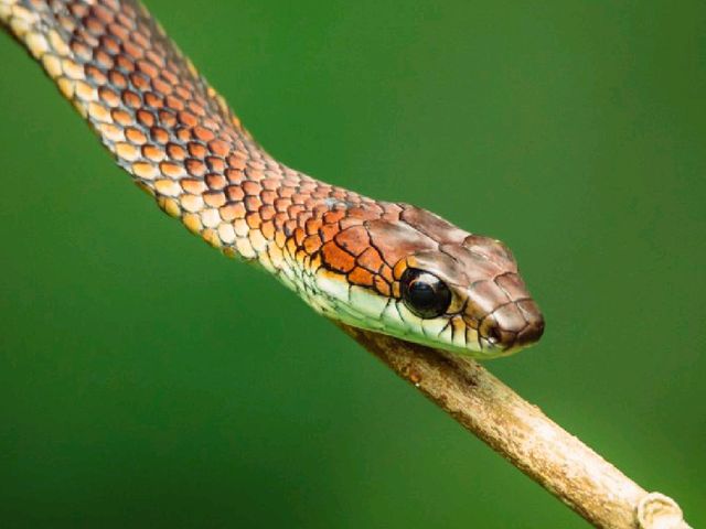 Wild Borneo Awaits: Exploring Bako National Park, Malaysia