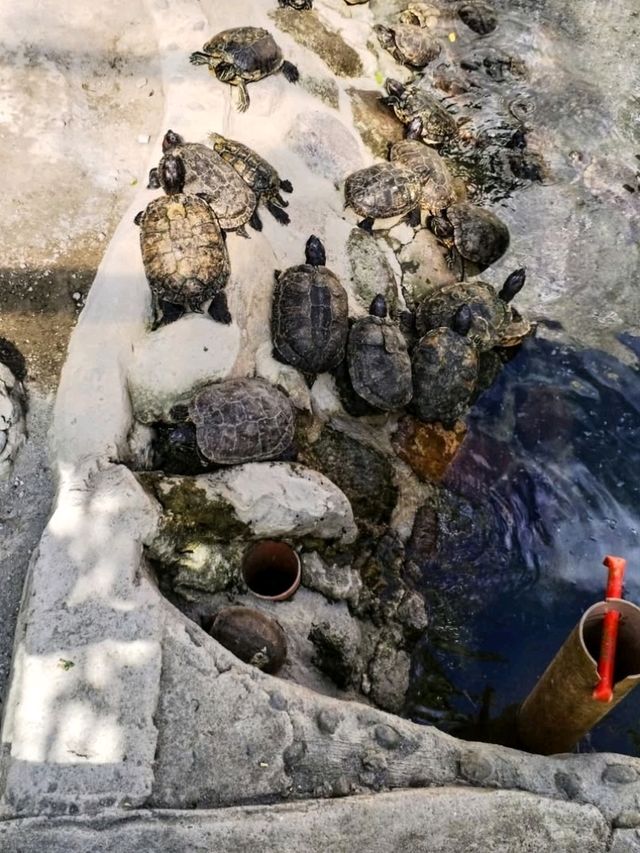 🦁 Urban Wildlife Escape – Manila Zoo, Philippines