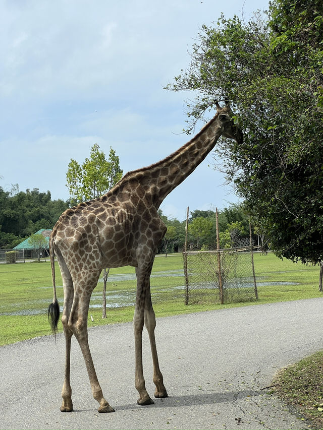🦁🌿 Vigan Safari Adventure – Where the Wild Roars in the North! 🌿🦓