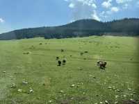 Wild Encounters: A Kyrgyzstan Summer Adventure