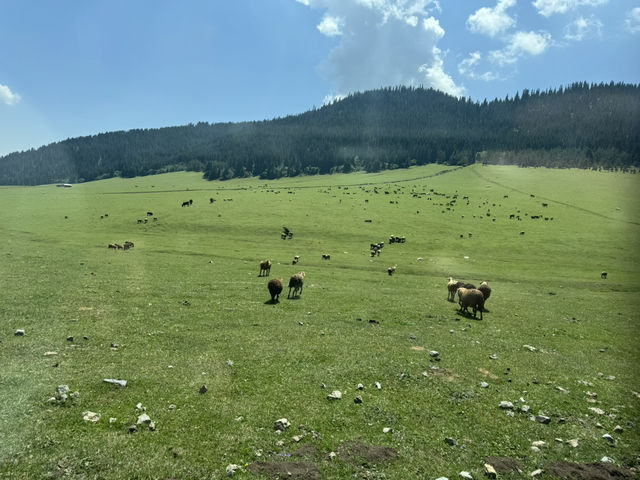 Wild Encounters: A Kyrgyzstan Summer Adventure