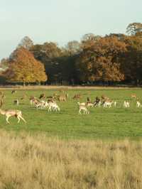 Richmond Park: London’s Wild Heart Where Deer Roam Free