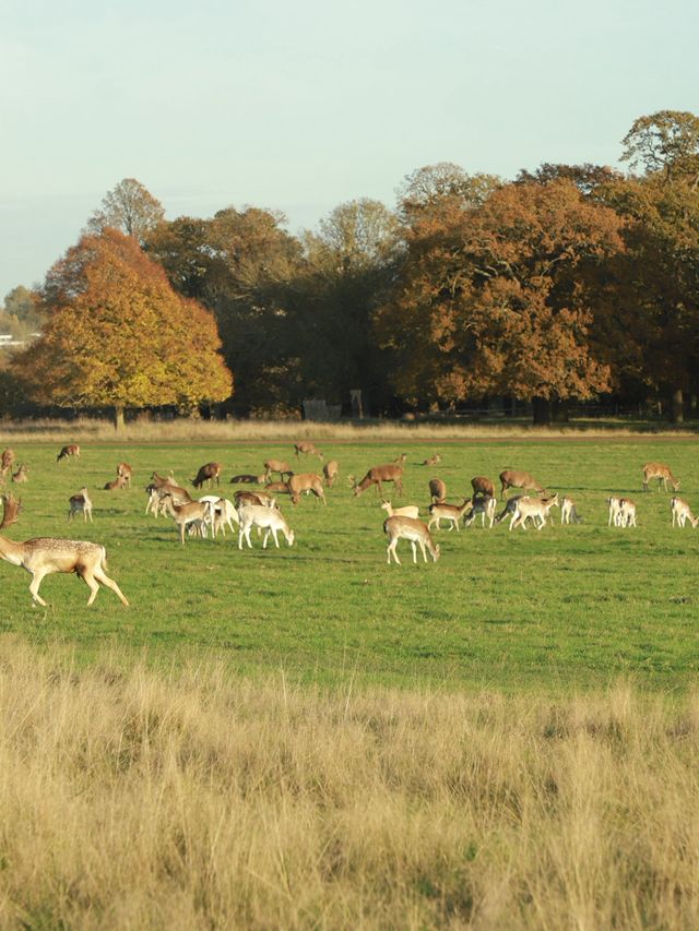 Richmond Park: London’s Wild Heart Where Deer Roam Free