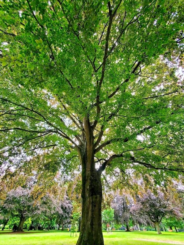 War Memorial Park, Coventry: Peaceful, Green, and Full of Life 🌳🕊️