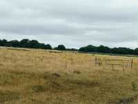 Richmond Park: Royal Nature, Wild Deer & Epic Views