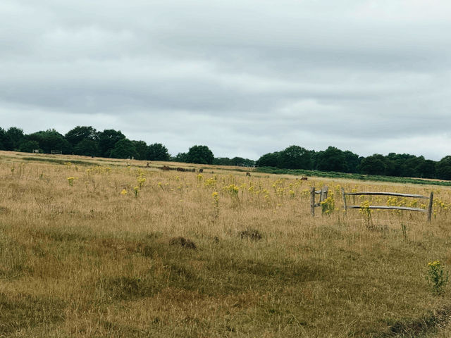 Richmond Park: Royal Nature, Wild Deer & Epic Views
