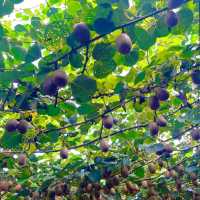Harvesting Kiwis in Fengyu Village, Shaanxi 🍃🥝🐓
