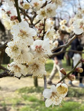 봄의 스트레이는 특히 아름답습니다
