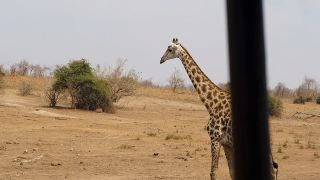 Chobe National Park 🇧🇼