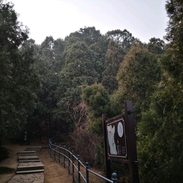 #Yinshan Pagoda Forest #Beijing #March 2019