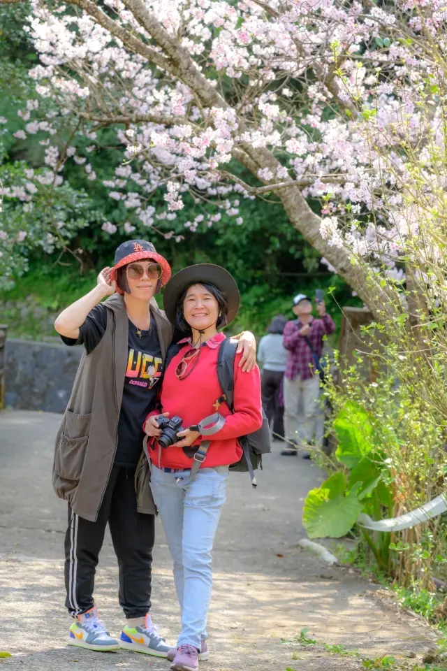 Spring cherry blossom viewing, Taipei's Yangmingshan welcomes a colorful feast.