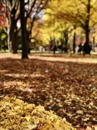 Hokkaido University | Japan's most beautiful university