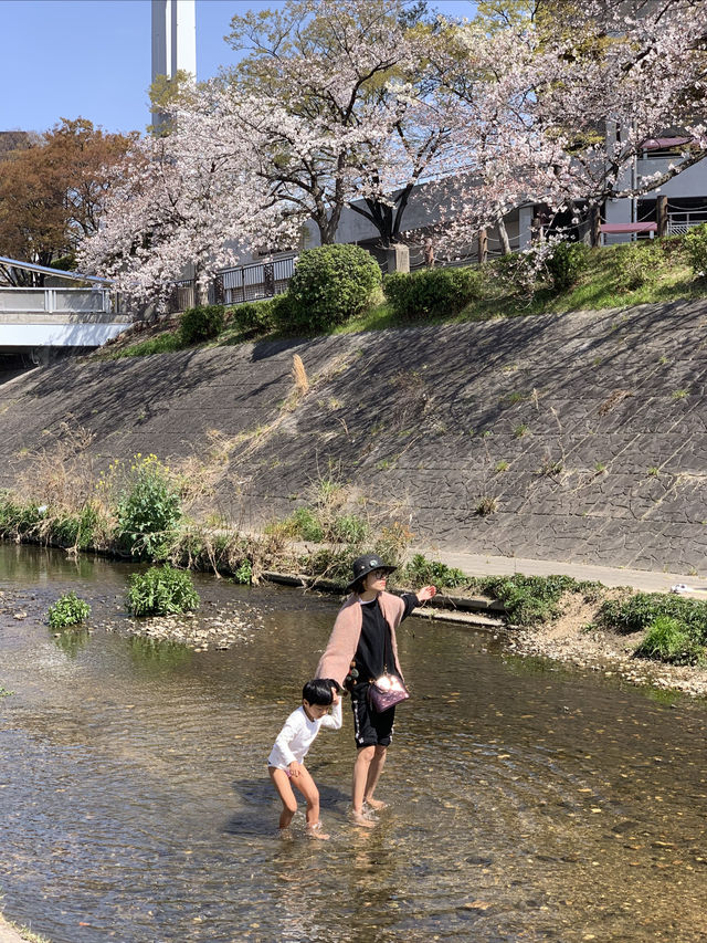 2019 Nagoya's cherry blossoms are in full bloom, as they say, even more beautiful than Kyoto.