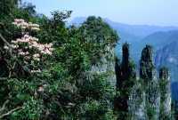 Chabuxi, where you can enjoy azalea flowers while taking a spring outing.