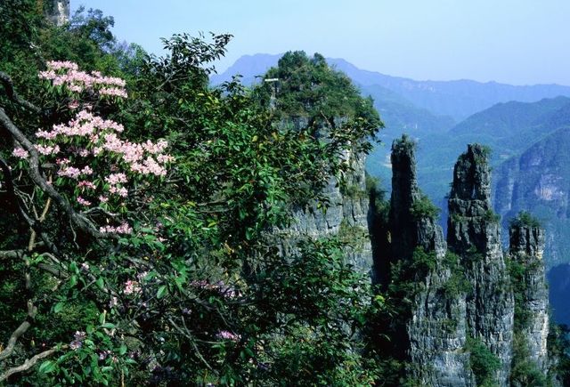 Chabuxi, where you can enjoy azalea flowers while taking a spring outing.