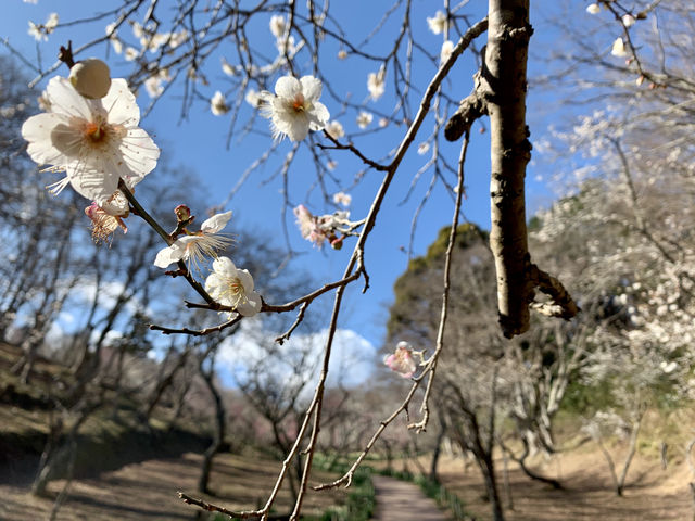 Japan's Izu Shuzenji, a less popular ancient hot spring resort.