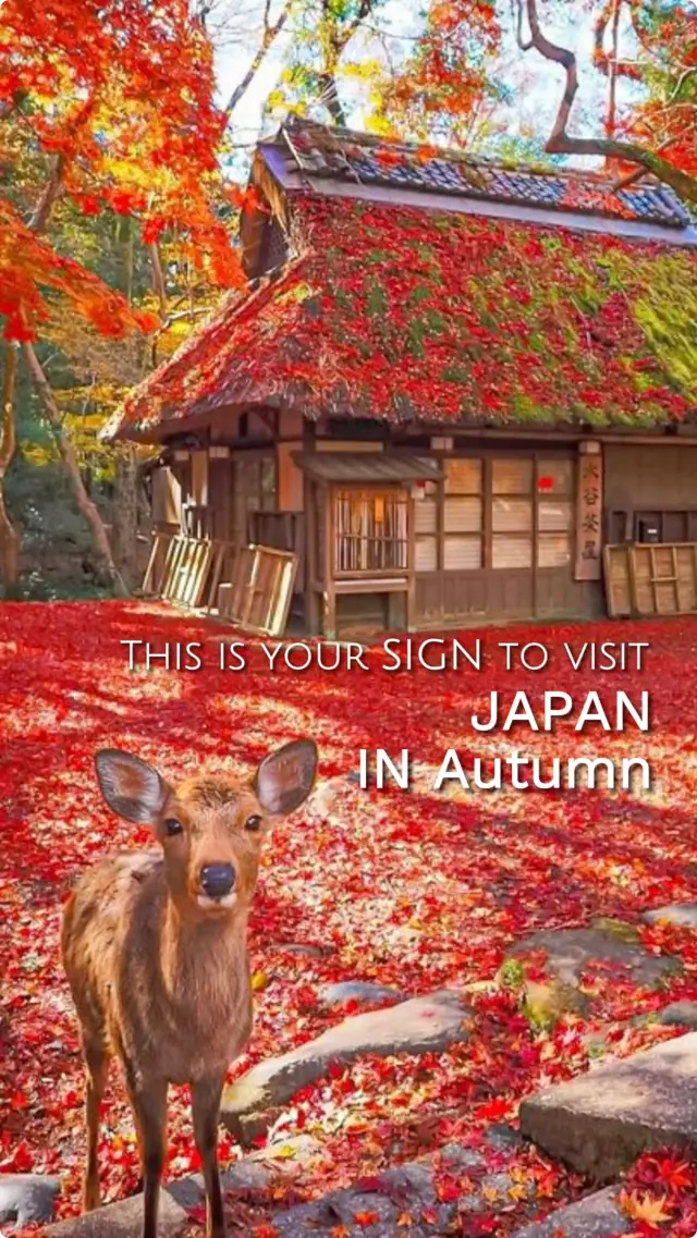 autumnvibes🍁 in Kyoto, Japan