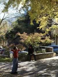 莫干山·仙潭碧坞銀杏黃了，快來拍照吧