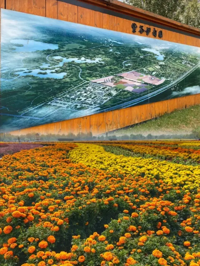 打卡京城普羅旺斯—紫谷伊甸園