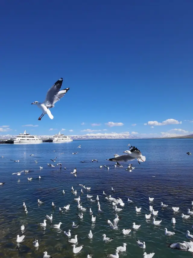 Northwest Qinghai Lake | Freedom is the wind blowing towards the soul