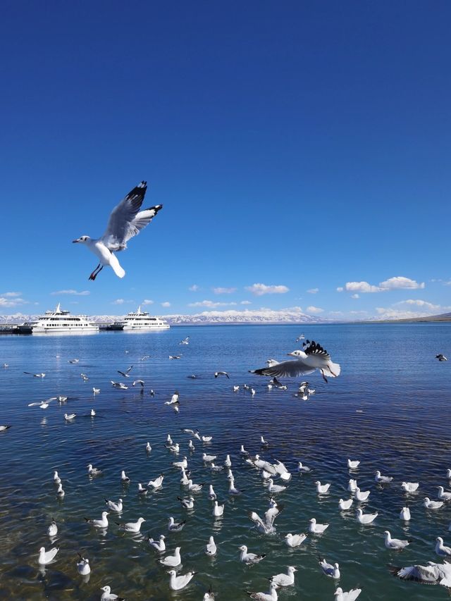 西北青海湖｜自由是吹向心靈的風